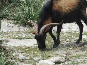IMG_5843 (Medium)